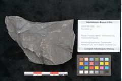 Foto (Objekt + Etikett) von Neuropteris sp.  (NHMW-GEO-2024-0188-10686)